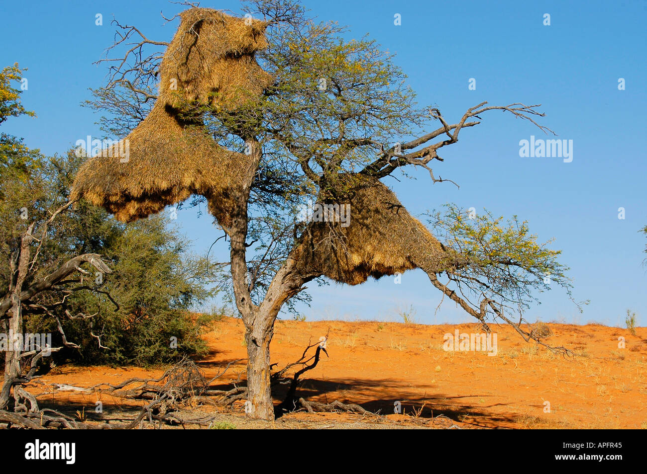 Tisserands sociables nichant dans acacia erioloba dans les dunes rouges du désert du Kalahari Banque D'Images