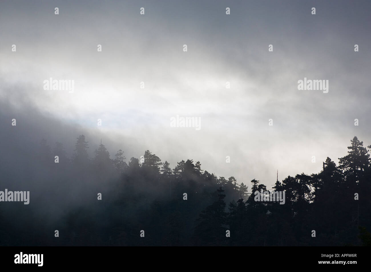 Matin nuages dans Praire Creek Redwoods State Park en Californie Banque D'Images
