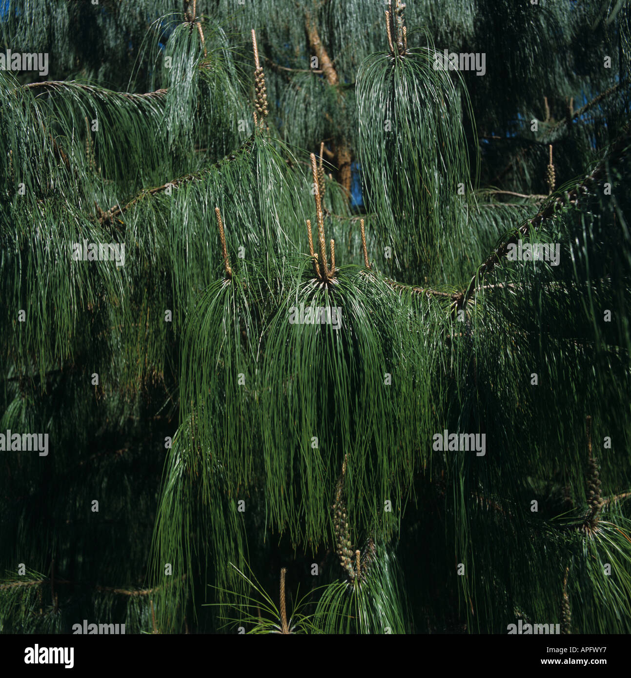 Pin pleureur pleurant mexicain mexicain pin feuillage et fleurs dans un pinetum Devon Banque D'Images