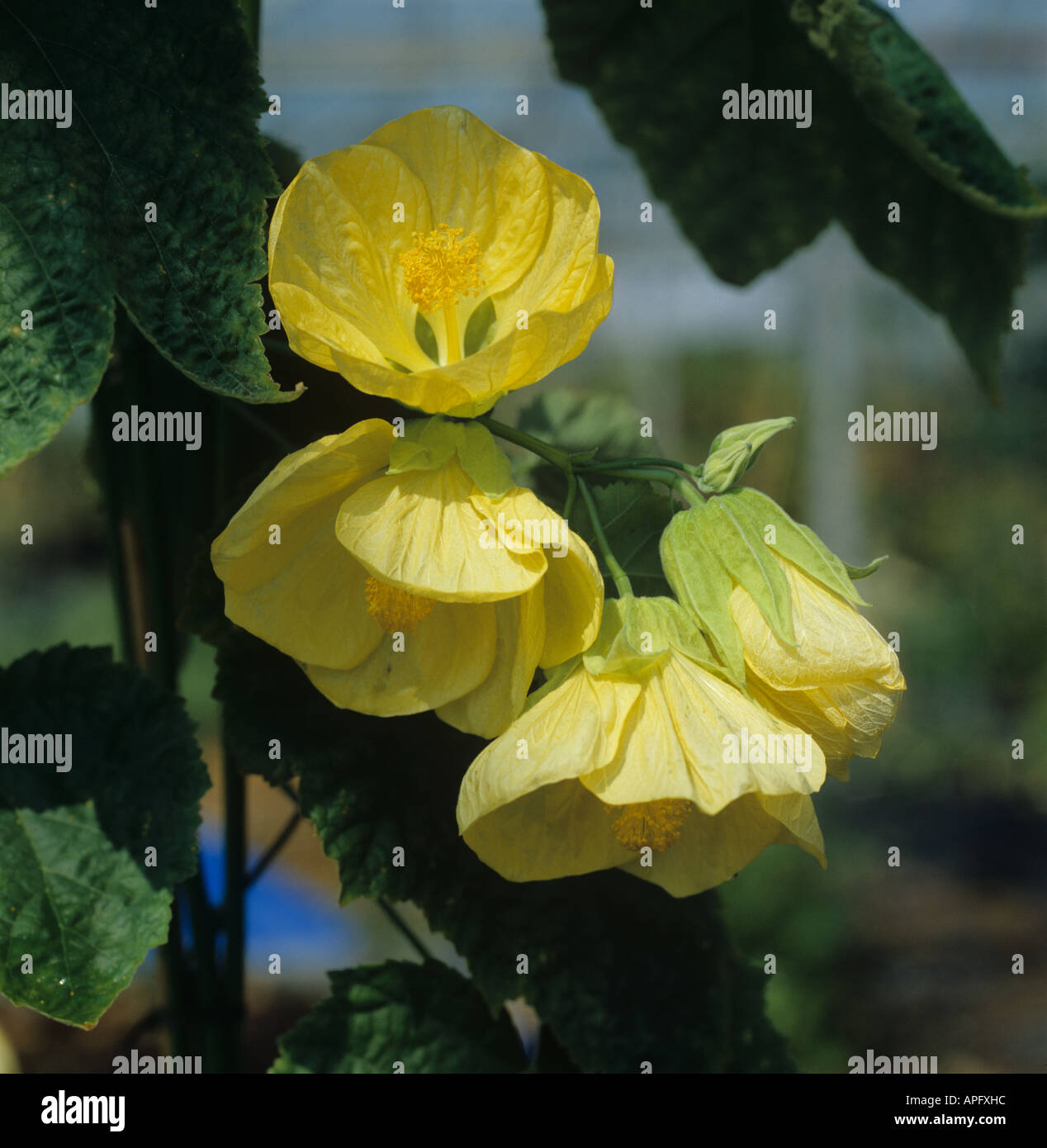 Fleurs d'Abutilon Canary Bird pépinière hybride Banque D'Images