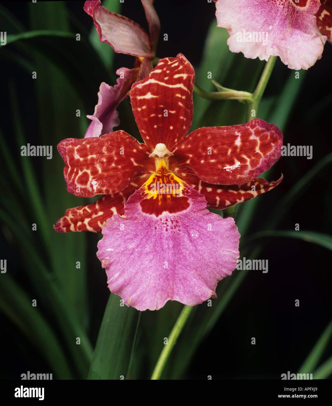 La fleur orchidée Cambria Intergenetic Banque D'Images