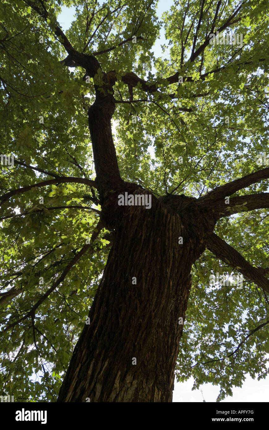 Le survivant Tree à l'Oklahoma City National Memorial site de l'édifice fédéral Alfred P. Murrah. Banque D'Images
