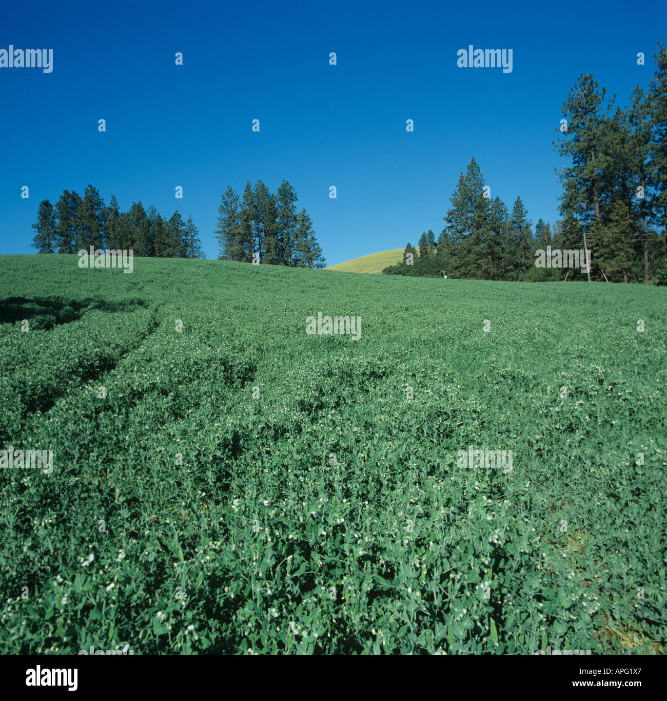 Une récolte de pois en fleur début pod dans les terres agricoles de l'ouest de l'Idaho USA dans Palousienne Banque D'Images