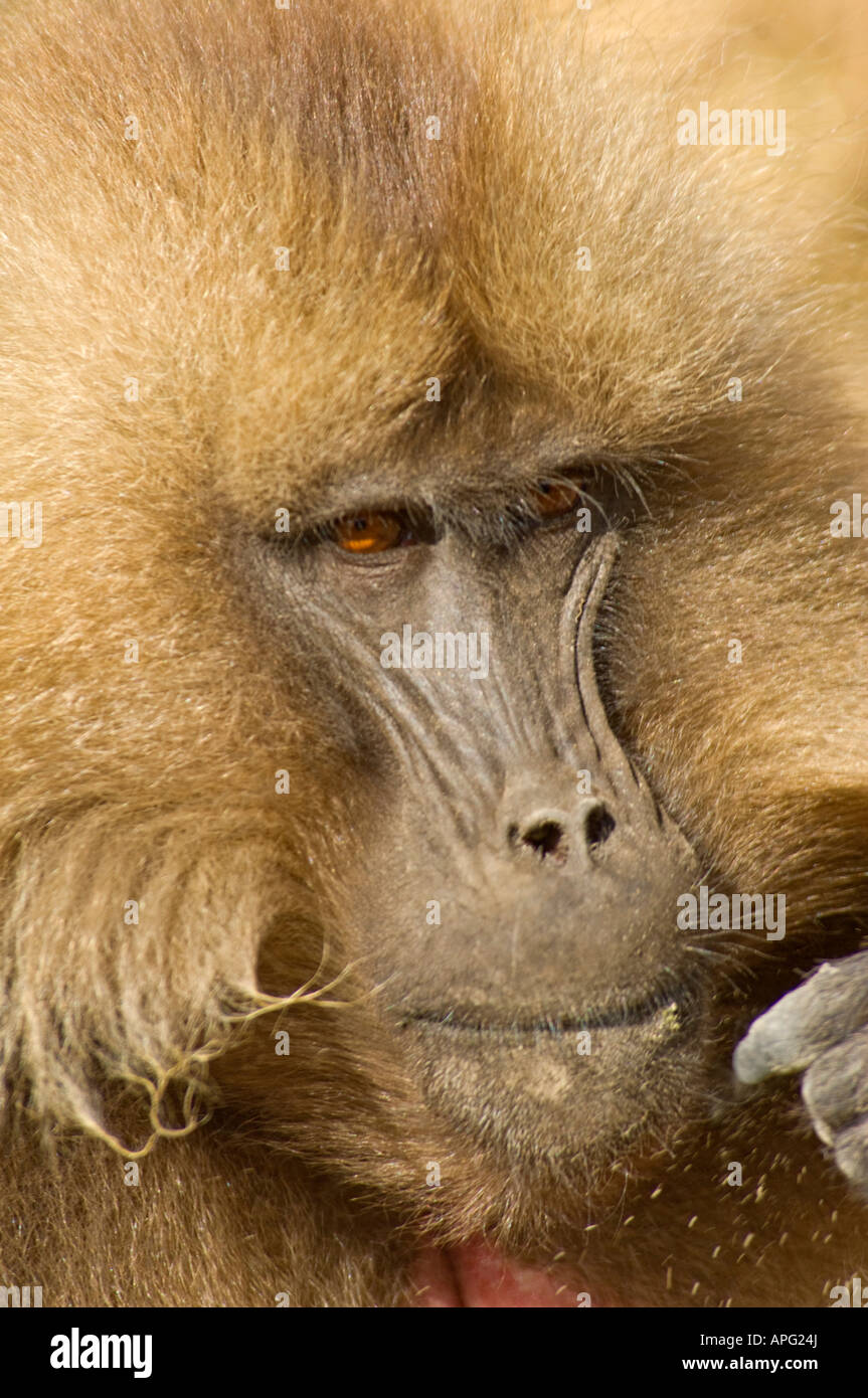 Un gros plan du visage d'un babouin gelada mâle dans les montagnes Semien Parc National. Banque D'Images