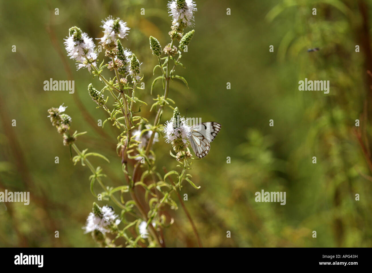 Papillon sauge sauvage Banque D'Images