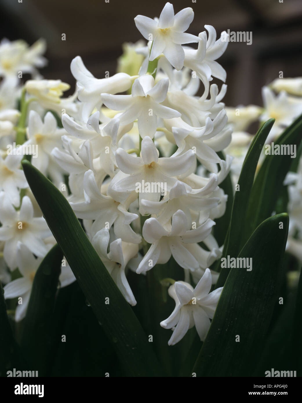 Hyacinth hyacinthus orientalis carnegie Banque de photographies et d'images  à haute résolution - Alamy