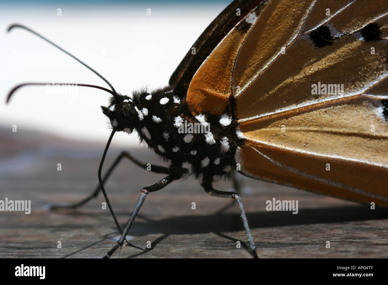 Papillon monarque africain (corps) Banque D'Images