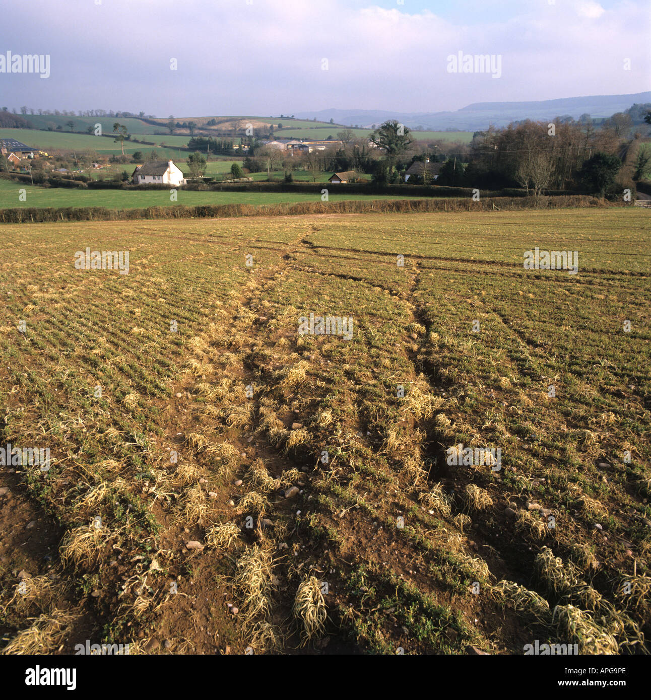 L'érosion en rigoles en champ de luzerne pulvérisés avec de paraquat dans la phase dormante pour lutter contre les mauvaises herbes Banque D'Images