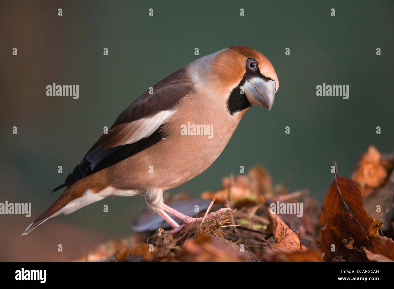 Coccothraustes coccothraustes hawfinch homme Banque D'Images