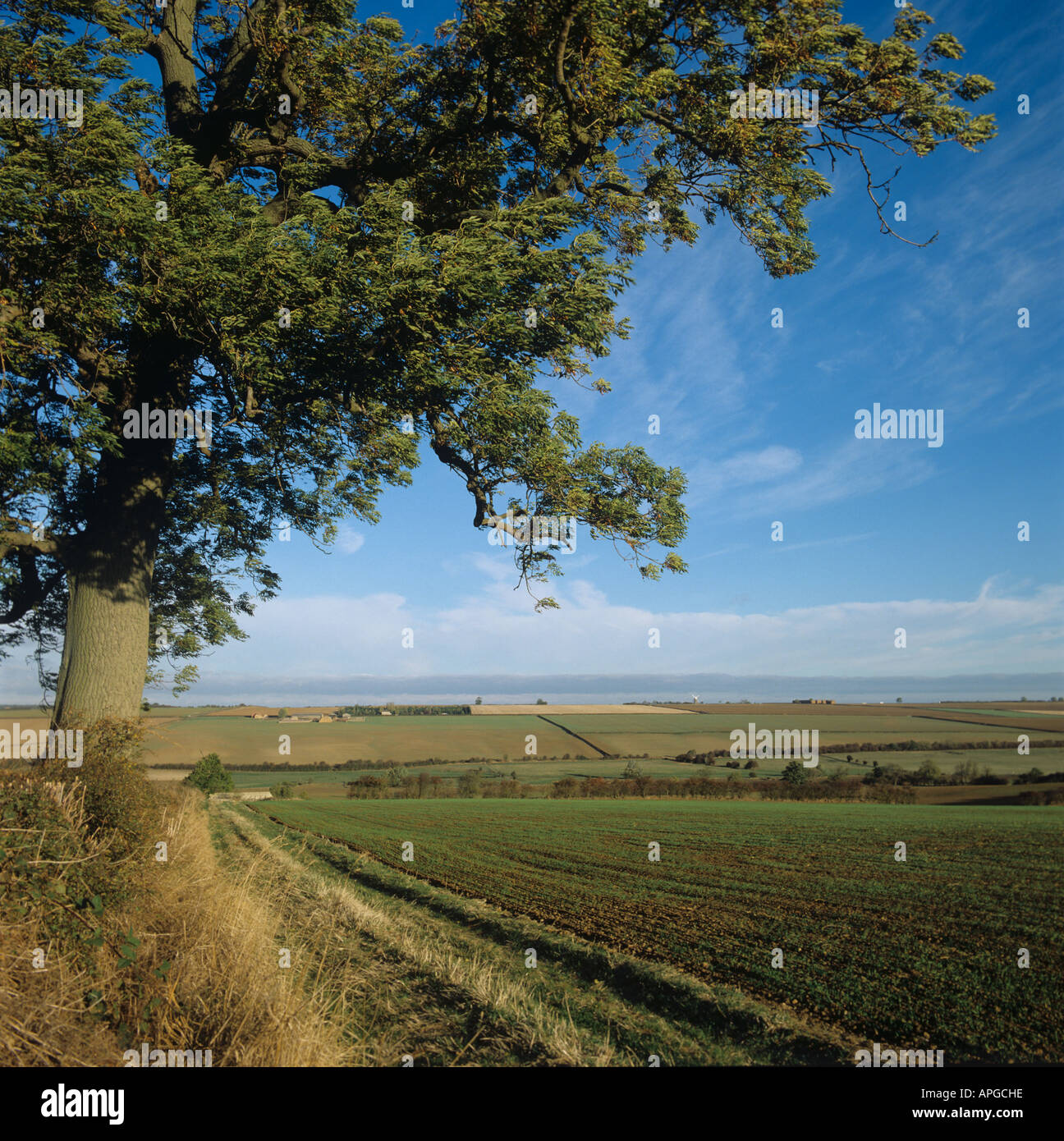 Les céréales des semis les terres agricoles ouvertes et seul frêne Northamptonshire Banque D'Images