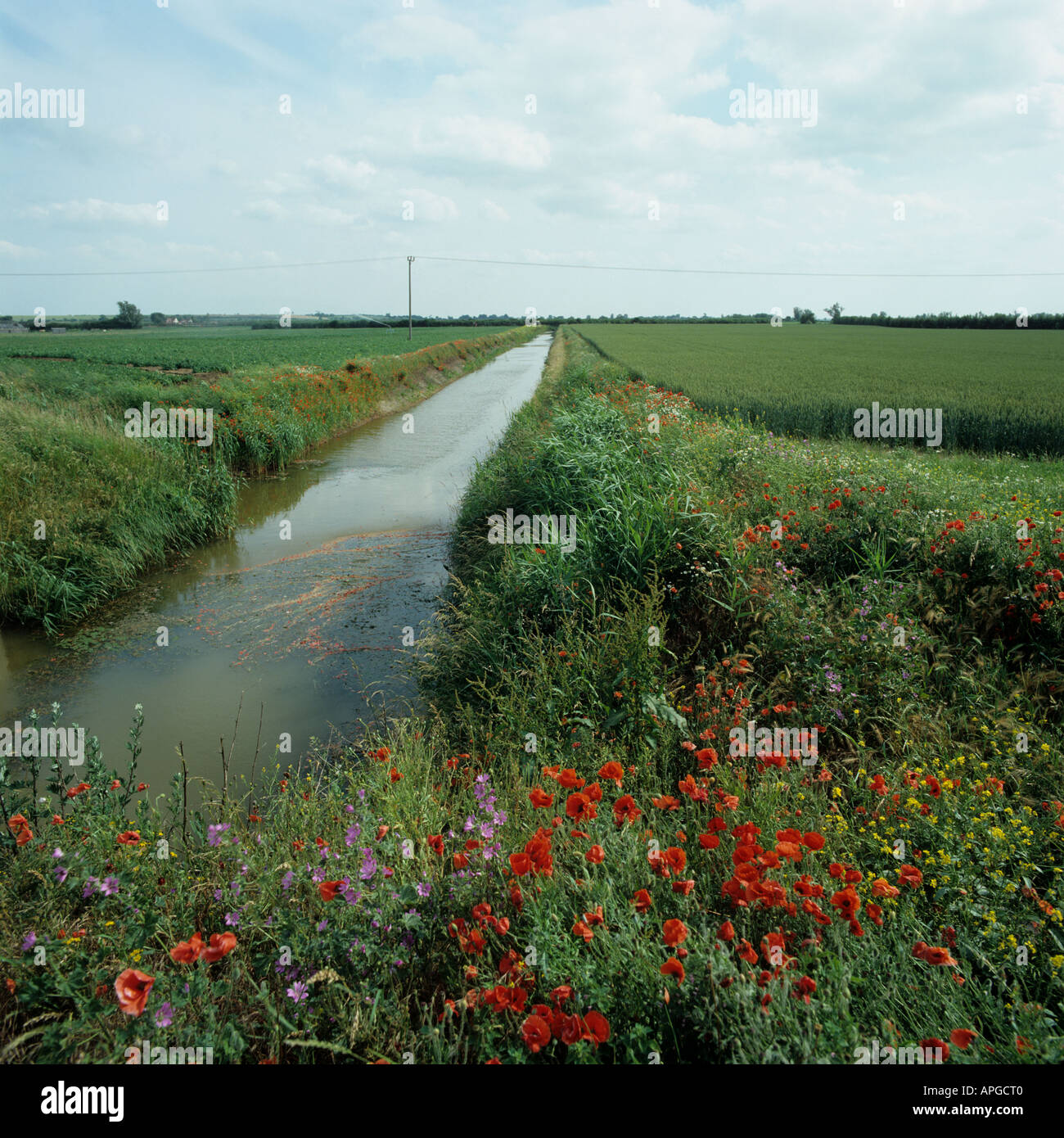 La floraison des fleurs sauvages le long de la digue de drainage Fenland adjacent à la culture du blé dans l'oreille Banque D'Images