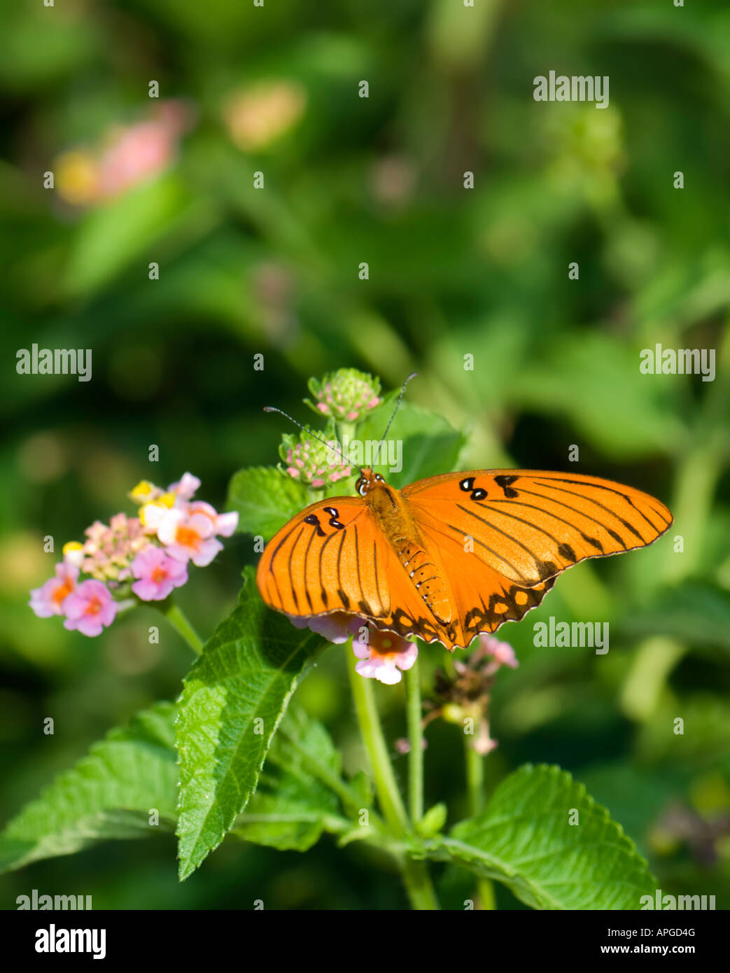 Papillon fritillaire du Golfe (Agraulis vanillae) sur Lantana. Oklahoma, États-Unis. Banque D'Images