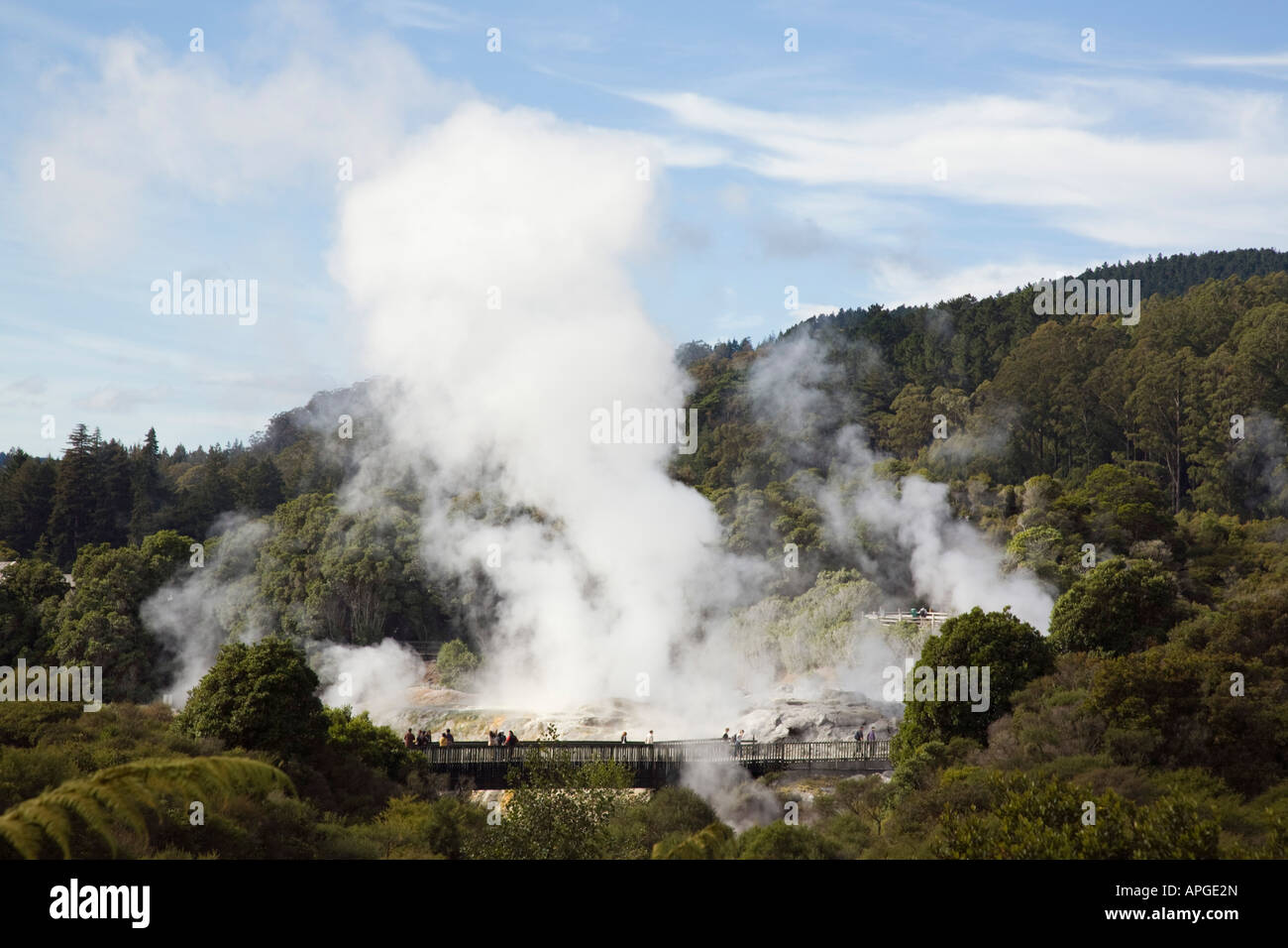 Sommaire La cuisson à la vapeur des geysers en réserve thermale de Whakarewarewa de l'Institut des Arts et Métiers NZ Te Puia Rotorua Nouvelle Zélande Banque D'Images