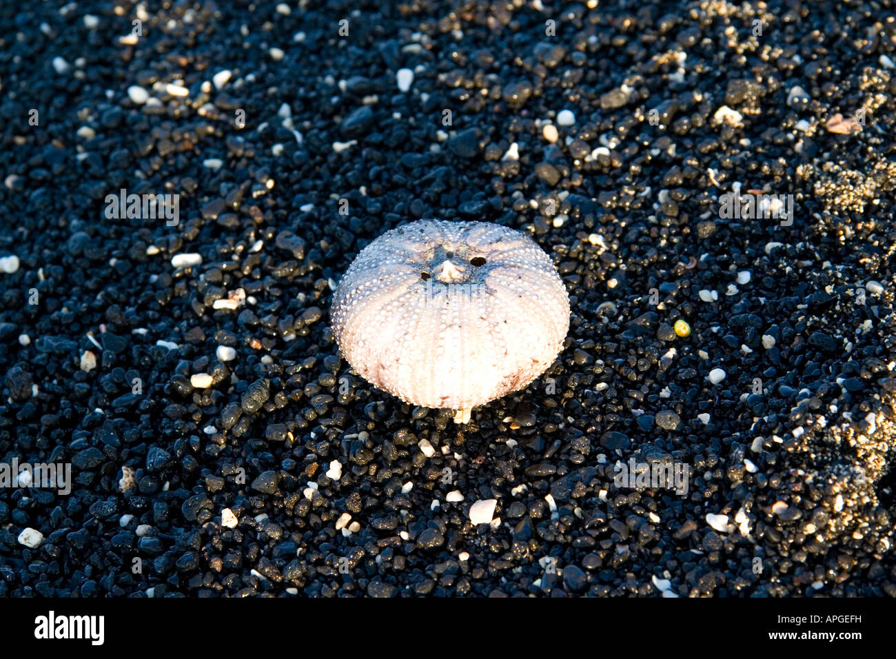 Coquille d'oursin de mer sur une plage de sable noir à Hawaï Banque D'Images