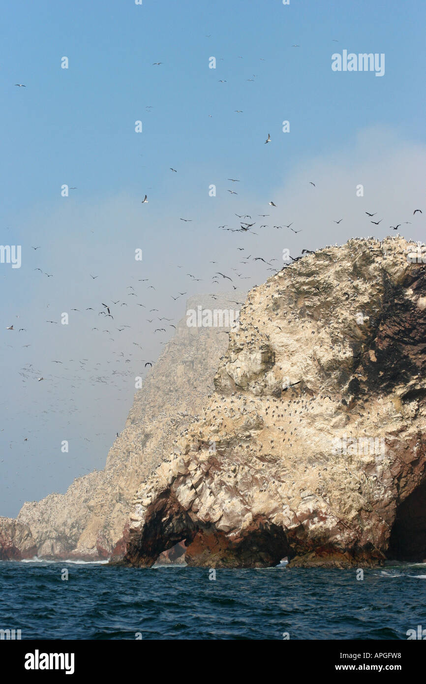 Une masse de l'air idiots péruvienne en vol, Islas Ballestas, Pérou Banque D'Images