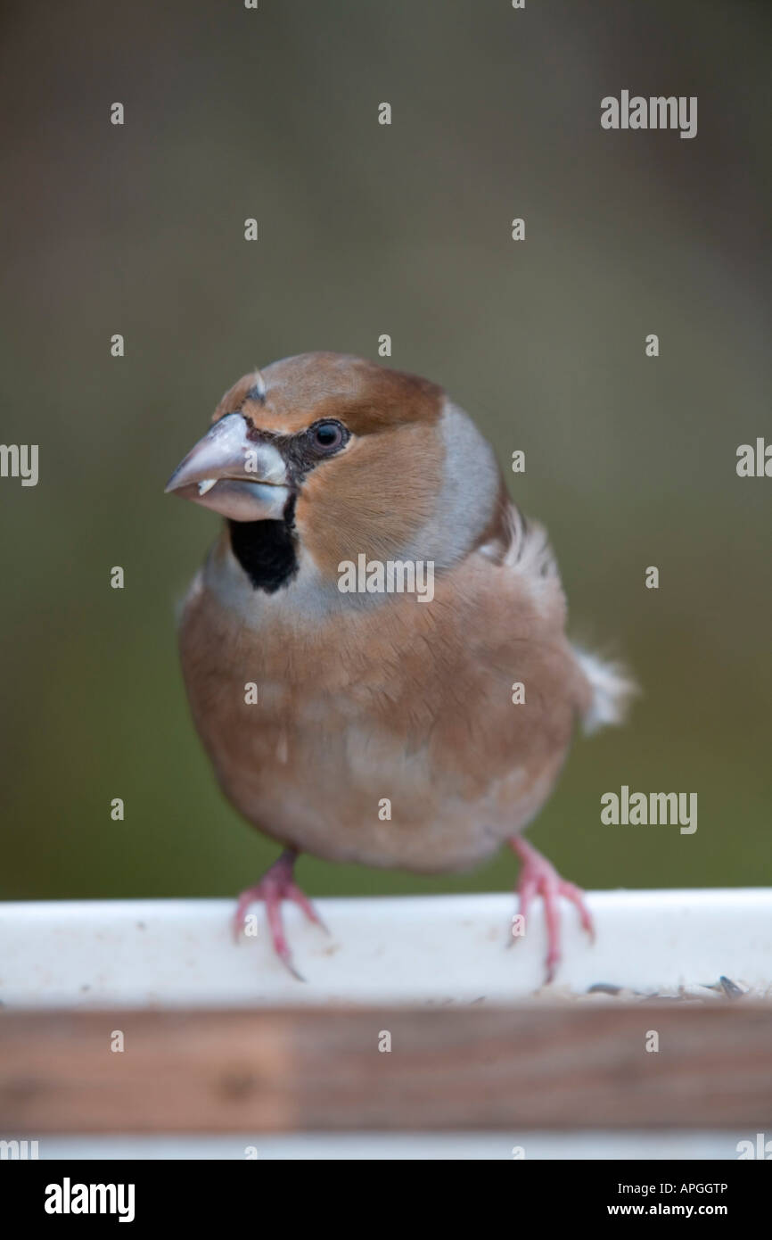 Coccothraustes coccothraustes hawfinch femme Banque D'Images