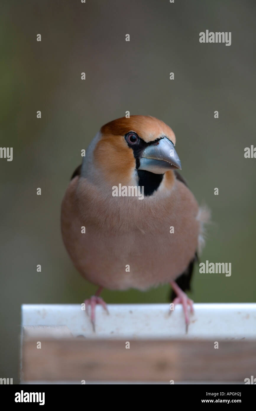 Coccothraustes coccothraustes hawfinch perché Banque D'Images