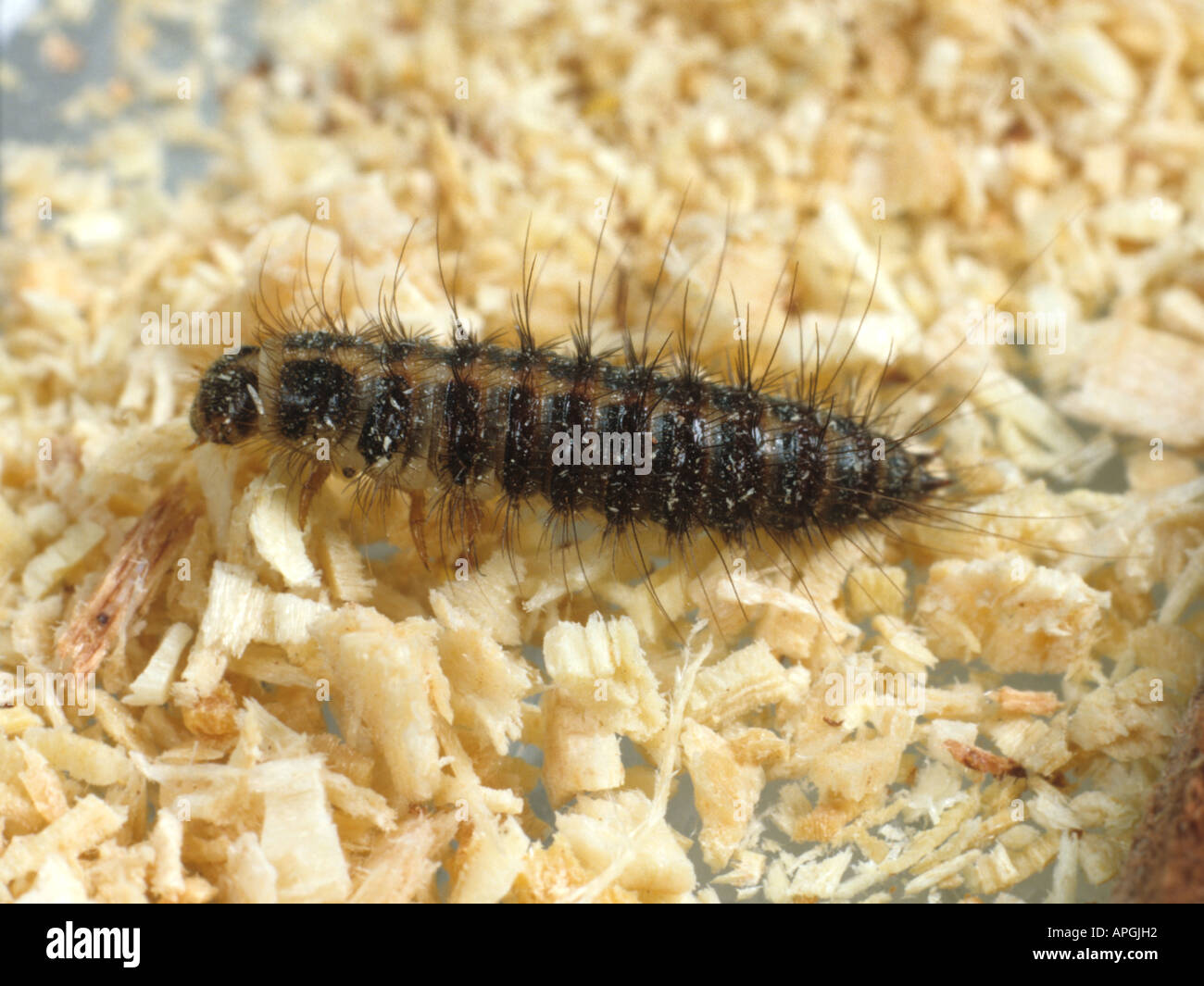 Hide beetle Dermestes maculatus larve woolly bear Banque D'Images
