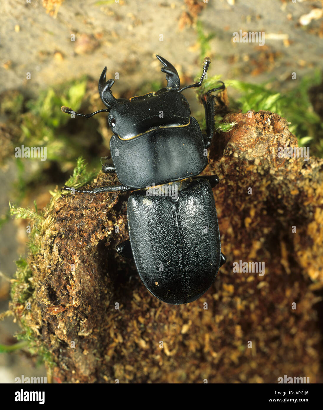 Stag beetle Dorcus parallelopipedus moindre sur le bois pourri Banque D'Images