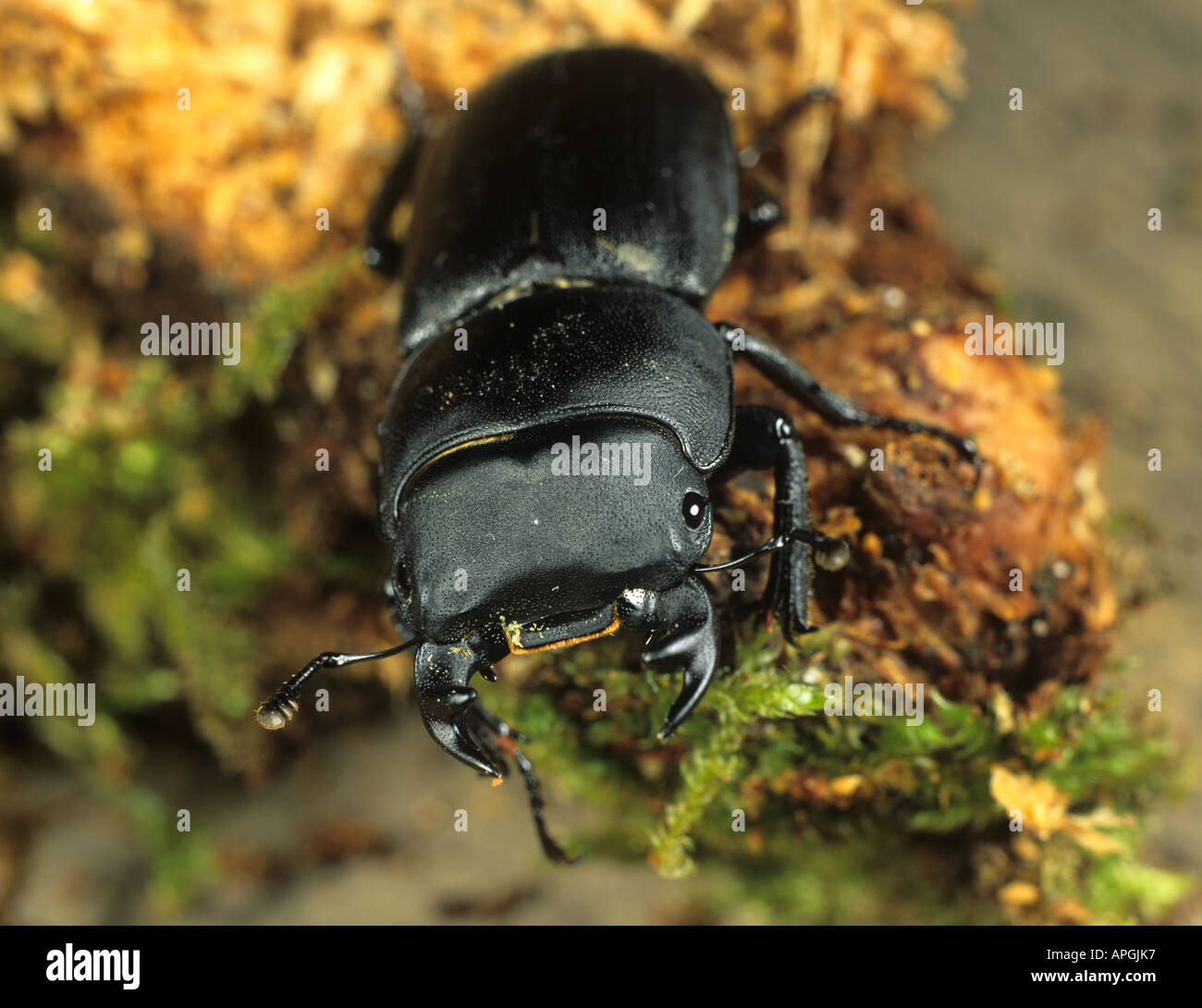 Stag beetle Dorcus parallelopipedus moindre sur le bois pourri Banque D'Images