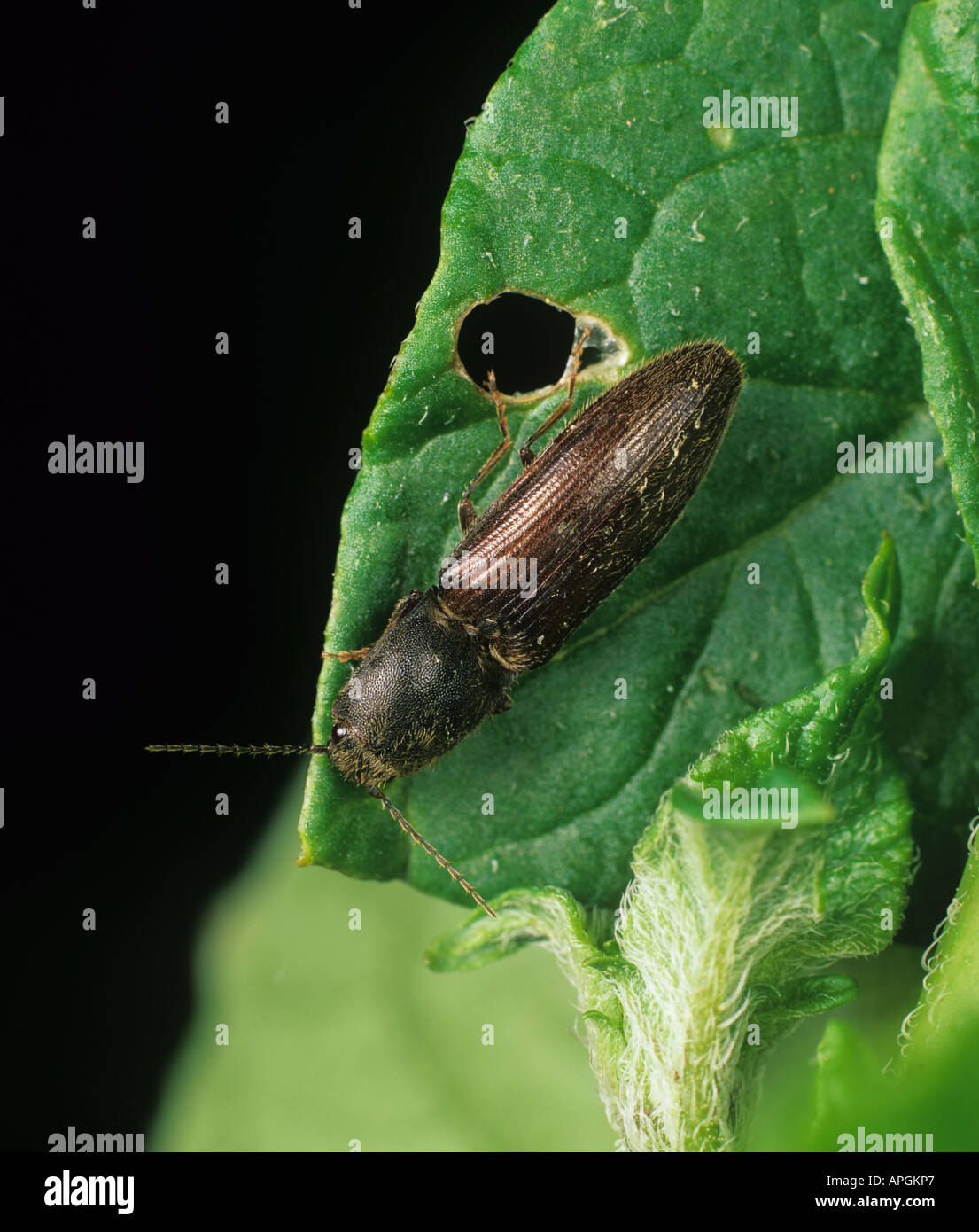 Un coléoptère Athous haemarrhodalis cliquez sur une feuille Banque D'Images