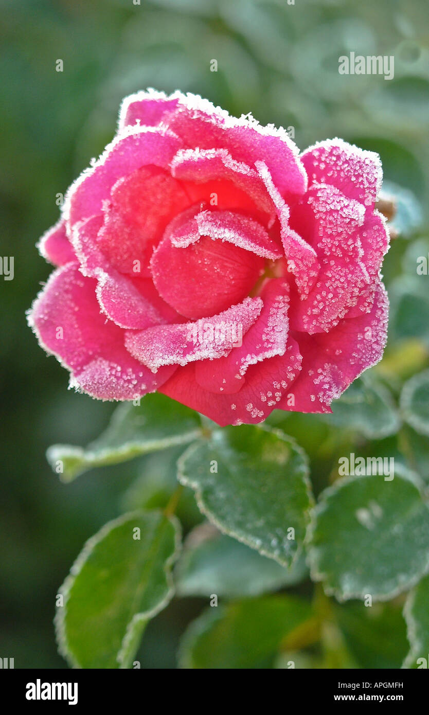 Tapis de Fleurs 'givré' rose en hiver en Angleterre UK UE Banque D'Images
