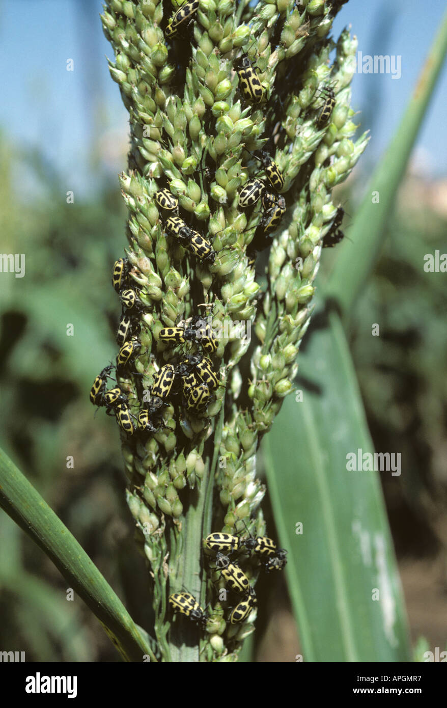 Chrysomèle des racines du maïs Diabrotica spp. adultes massing sur une oreille de sorgho en Afrique du Sud Banque D'Images