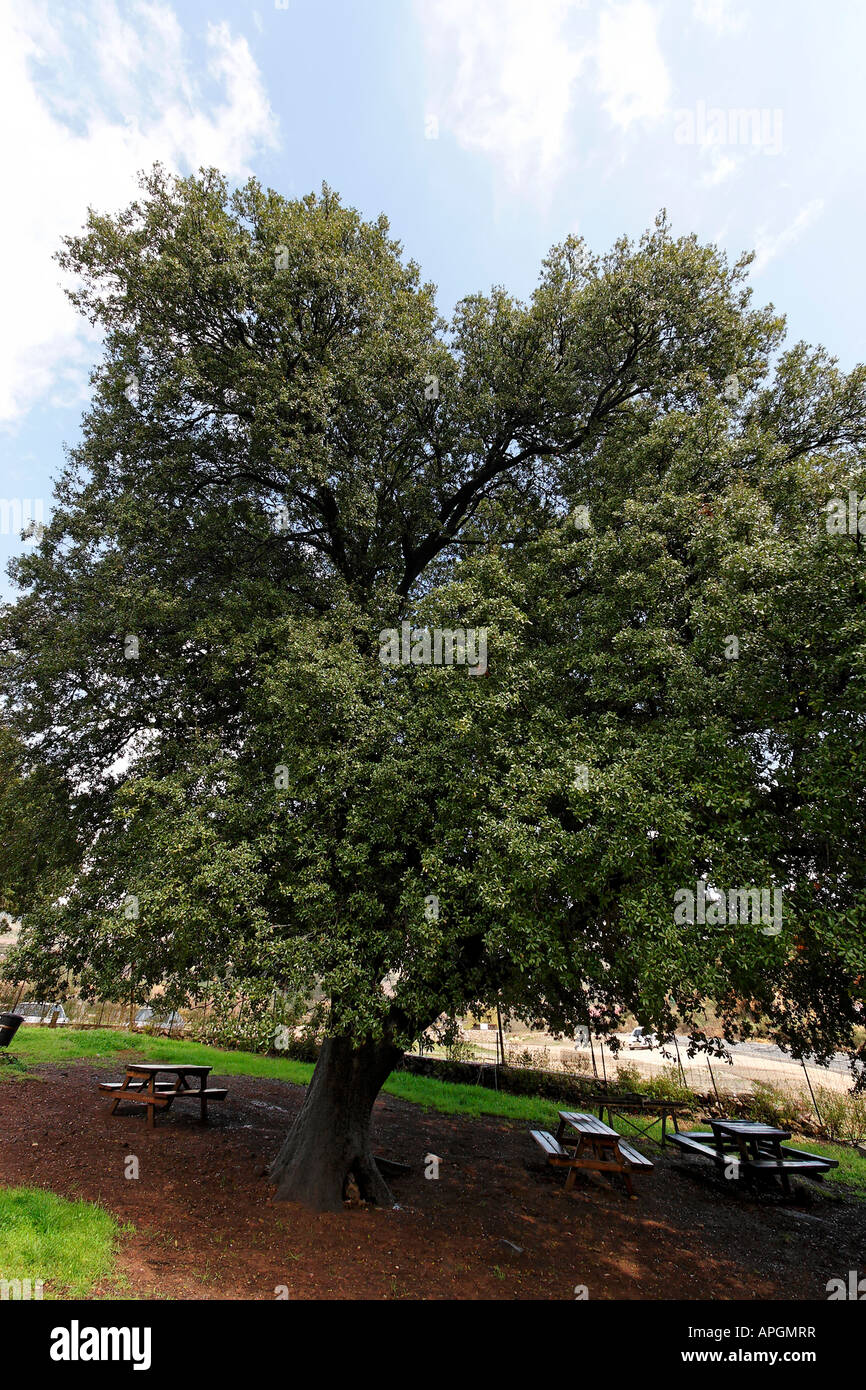 Les hauteurs du Golan chêne kermès Quercus calliprinos à Nabi Hazuri Banque D'Images