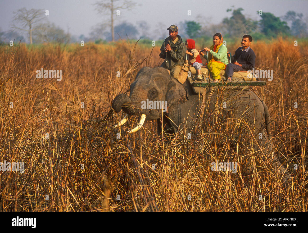 L'exécution d'éléphants domestiqués les touristes en safari dans le parc national de Kaziranga, Assam, Inde Banque D'Images