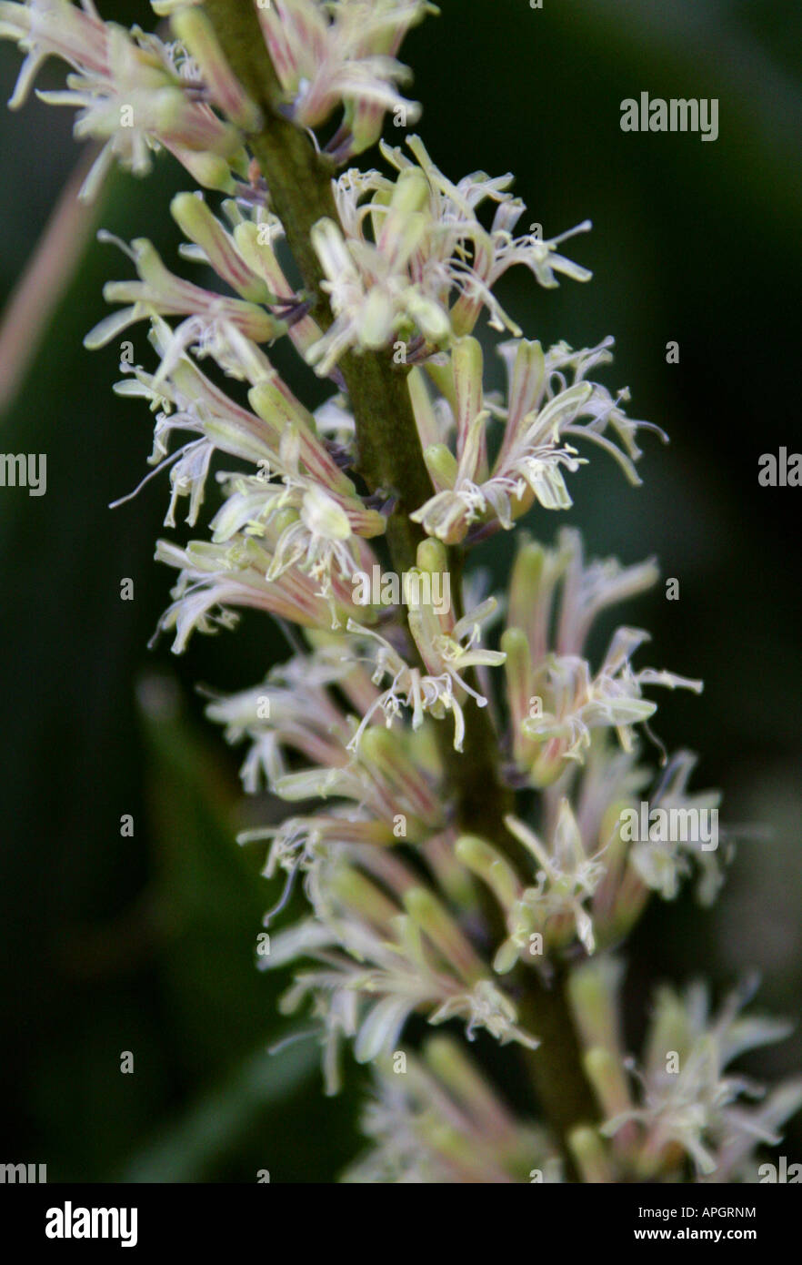 Langue maternelle, Sansevieria, Dracaena trifasciata, Asparagaceae. Alias Snake Plant, l'épée de Saint George et la langue de la belle-mère. Banque D'Images