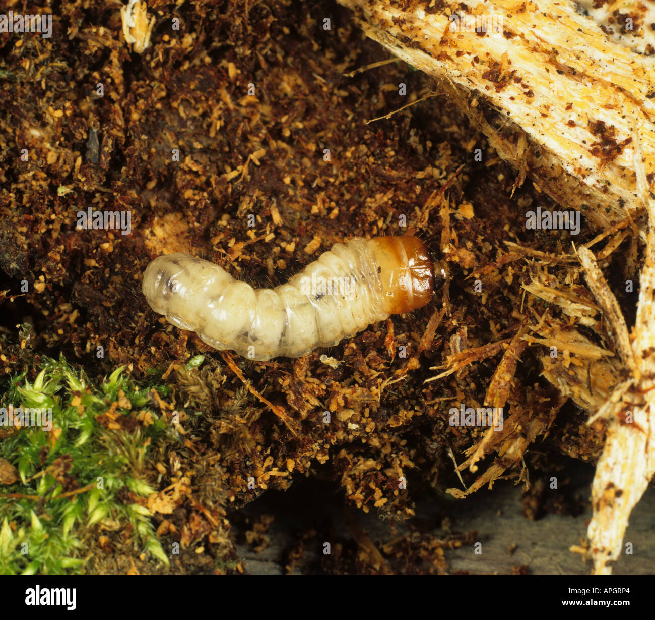Rhagium mordax longicorne une larve dans le bois pourri Banque D'Images