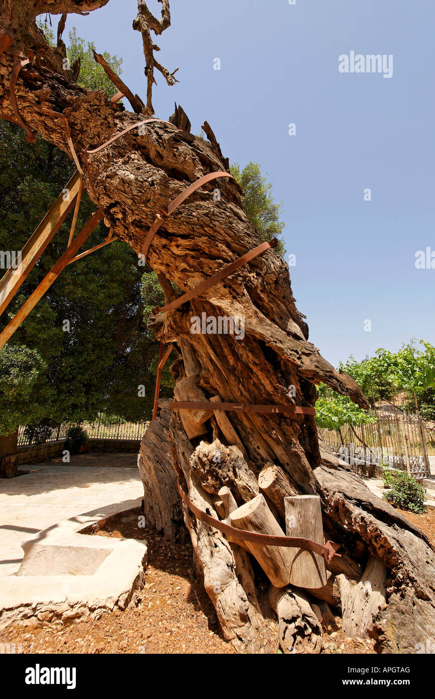 La Judée le tronc de chêne kermès chêne d'Abraham à l'Église orthodoxe russe à Hébron Banque D'Images