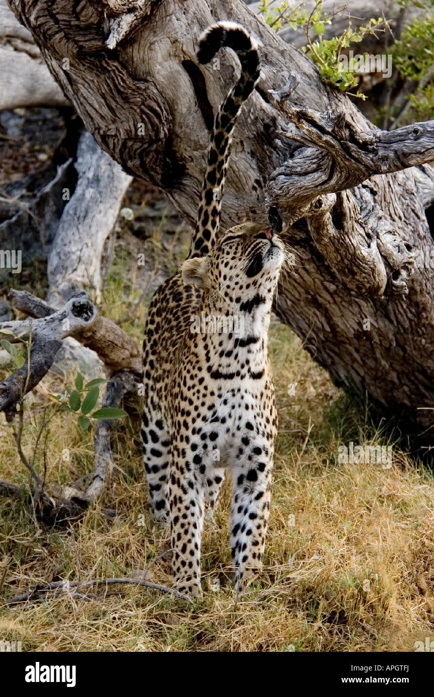 Leopard avec Queue enroulée Banque D'Images