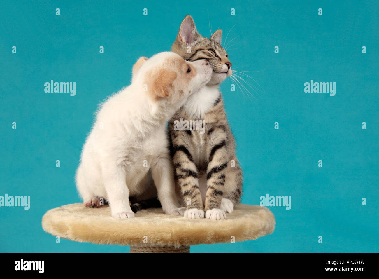 Jeune chiot kissing jeune chat Banque D'Images