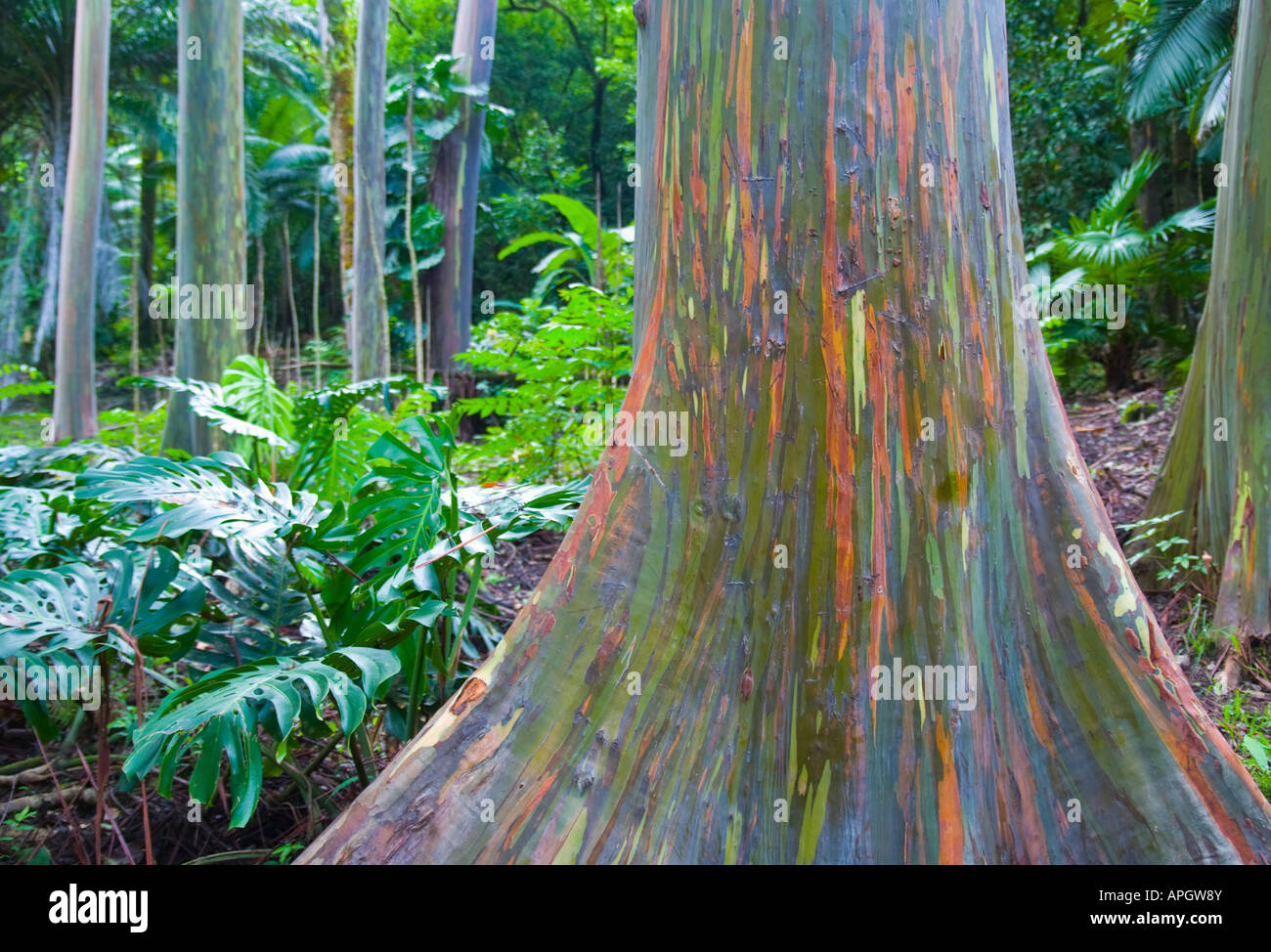 Groupe d'arbres Eucalyptus gum peint en Keahua arboretum Maui Hawaii Banque D'Images