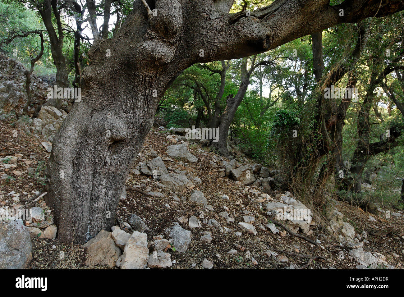 Les hauteurs du Golan chêne kermès Quercus calliprinos sur le mont Betarim l'emplacement de l'alliance entre les morceaux Banque D'Images