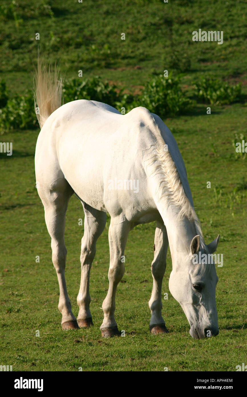 Cheval blanc avec queue effleurant l'herbe de pâturage Banque D'Images