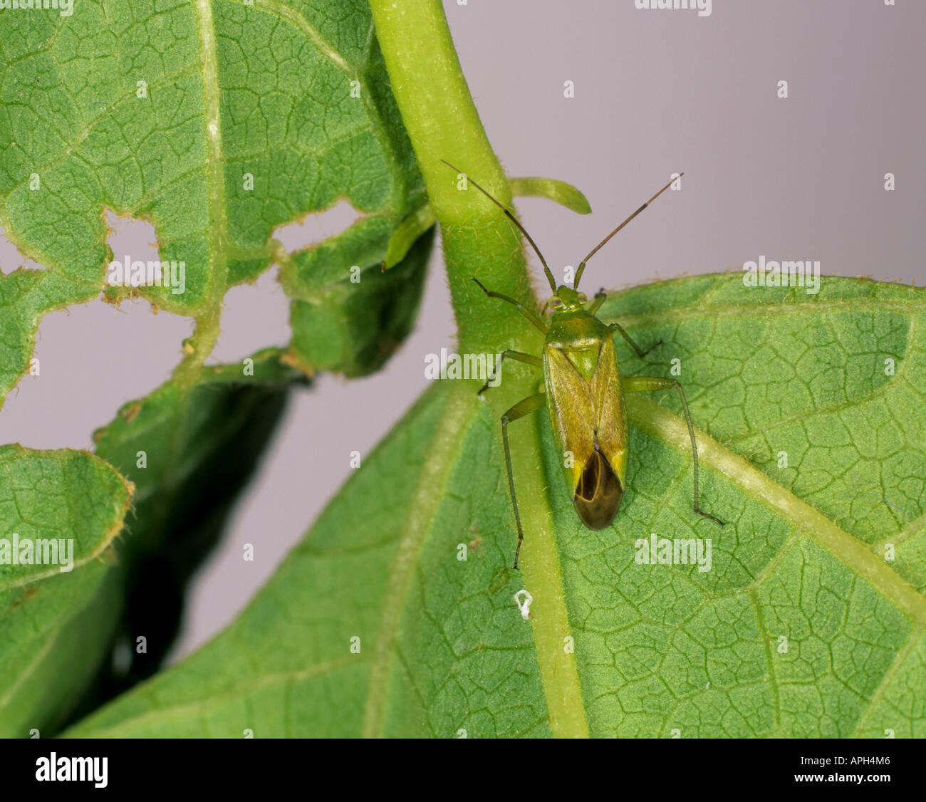 Calocoris norvegicus capside de pommes de terre et les dommages aux feuilles de haricot Banque D'Images