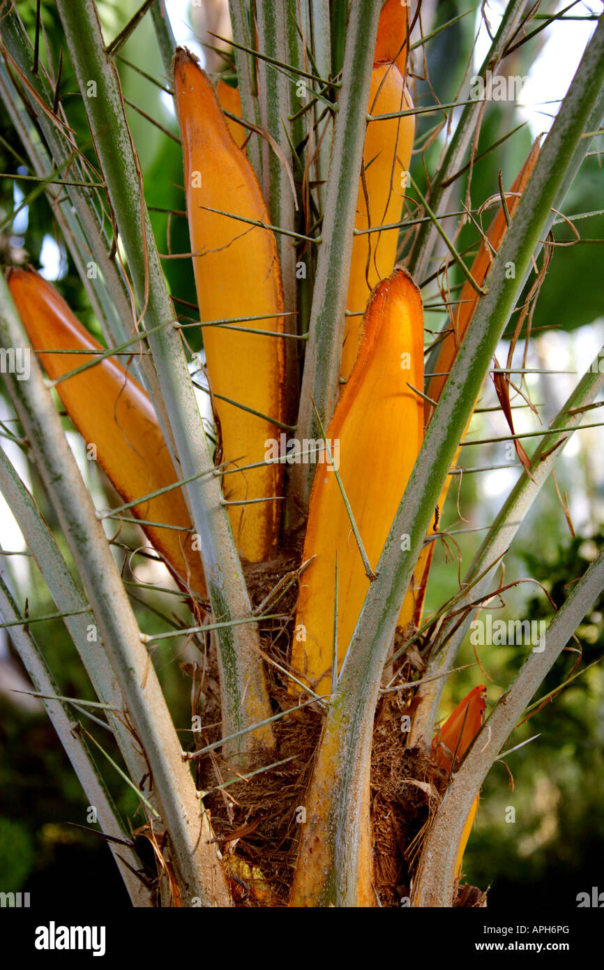 Sénégal Date Palm, Phoenix reclinata forme une touffe, Palmae Arecaceae. Le Botswana, l'Afrique. Banque D'Images