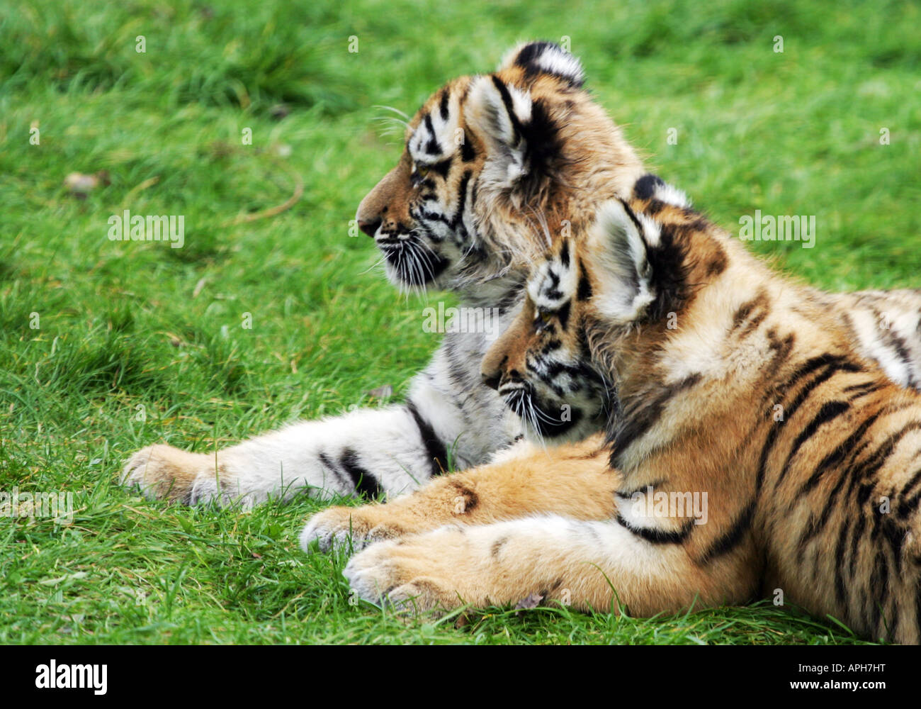 Une paire de tigres Banque D'Images Une paire de tigres Banque D'Images