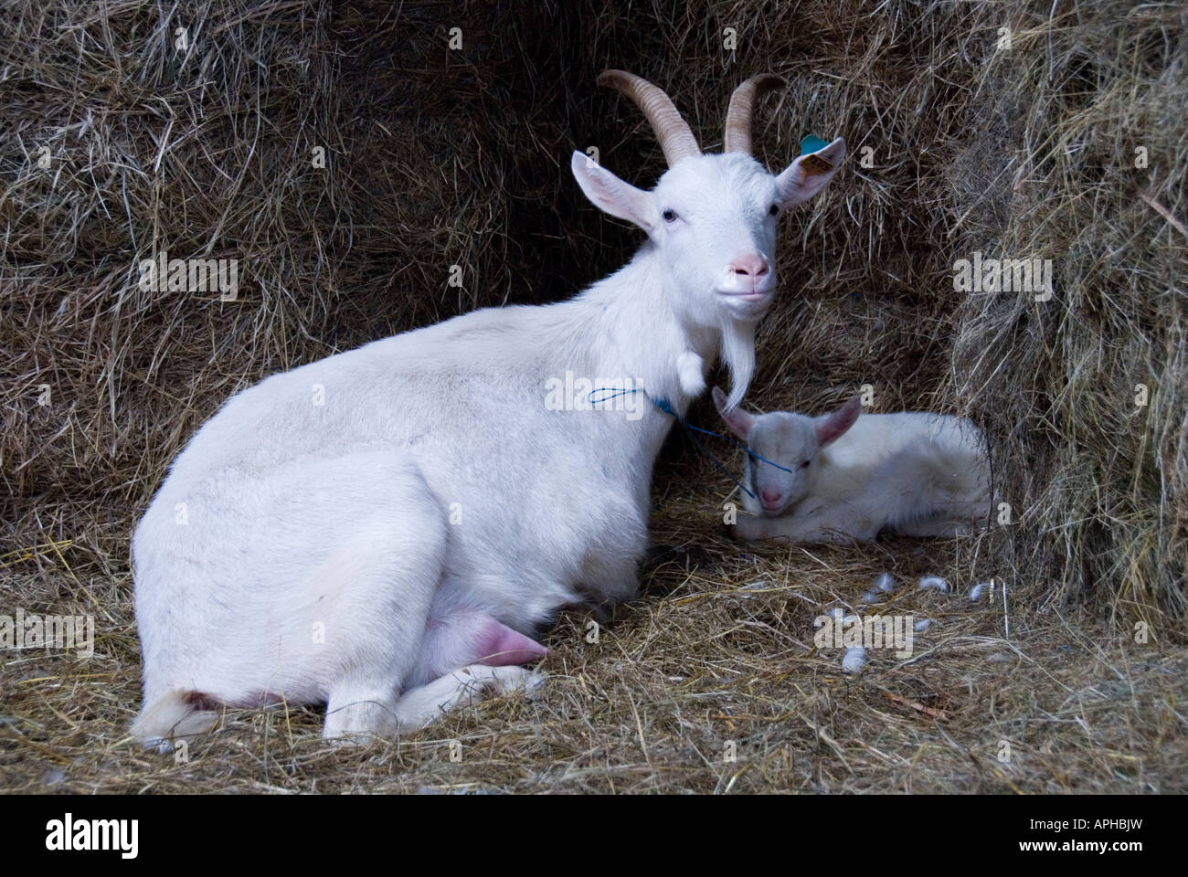 Stock Photo D Une Chevre Blanche Couchee Dans Le Foin Avec Son Bebe Kid Photo Stock Alamy