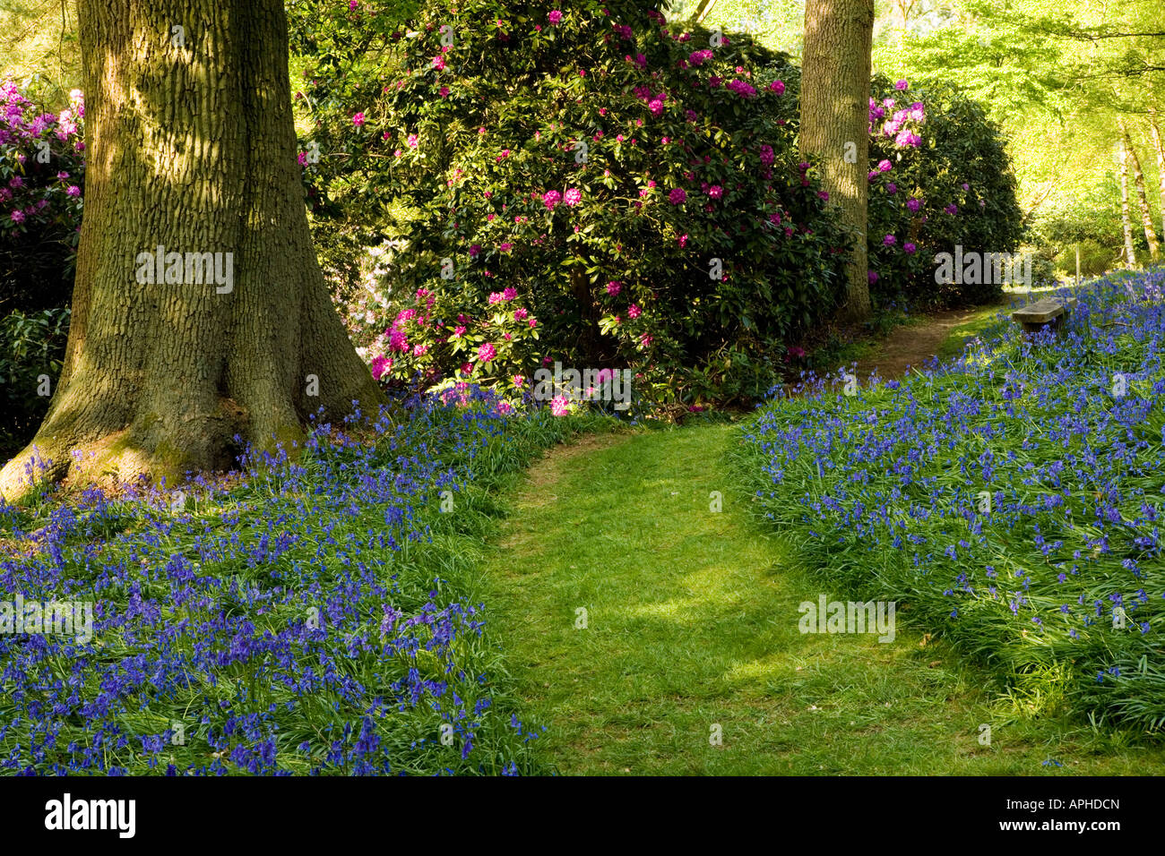 Bowood Rhododendron promenades, Chippenham, Wiltshire, Angleterre, Royaume-Uni Banque D'Images