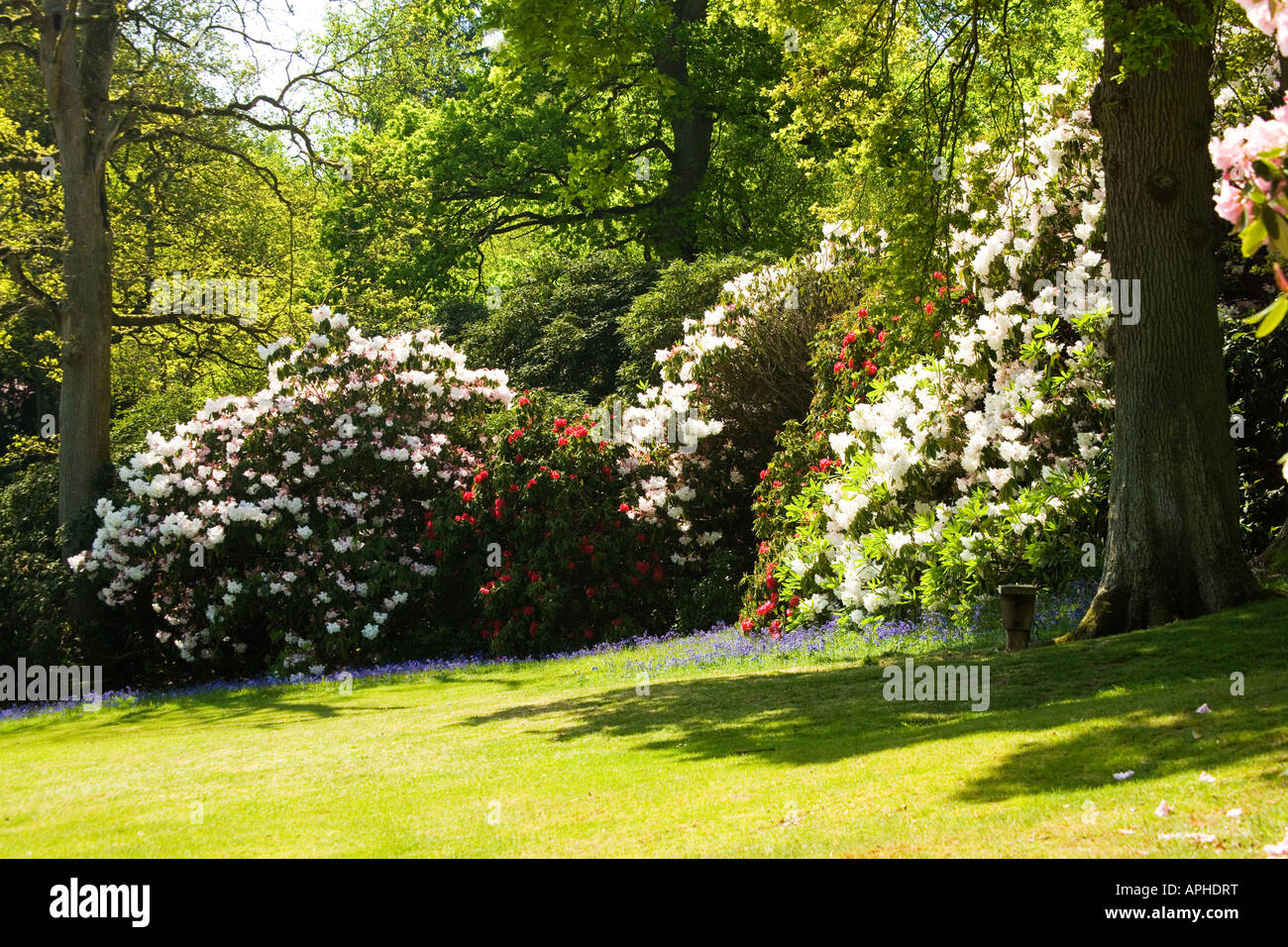 Bowood Rhododendron promenades, Chippenham, Wiltshire, Angleterre, Royaume-Uni Banque D'Images
