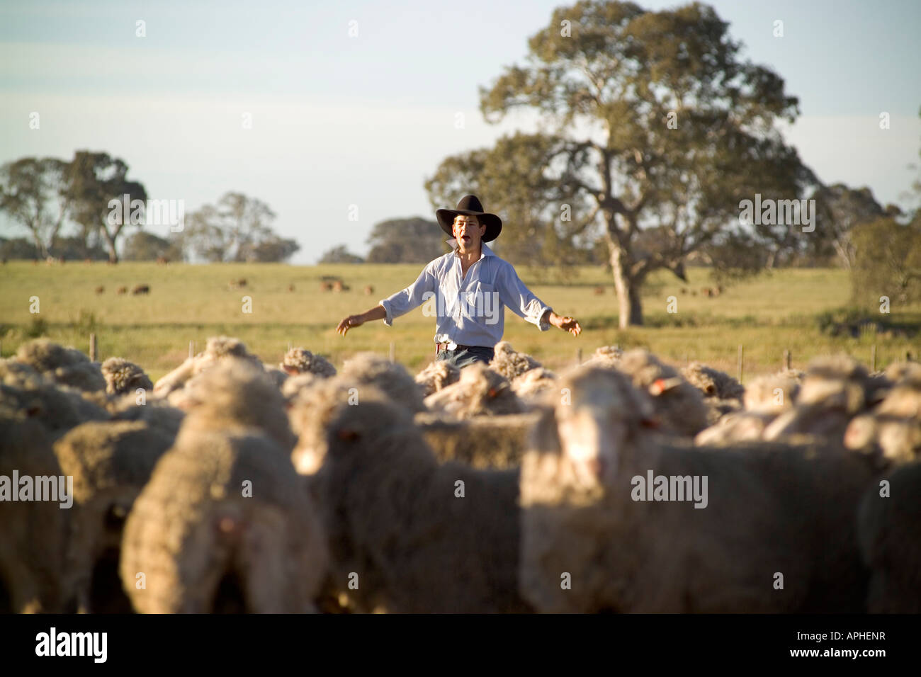 Farmer arrondissant les moutons. Banque D'Images