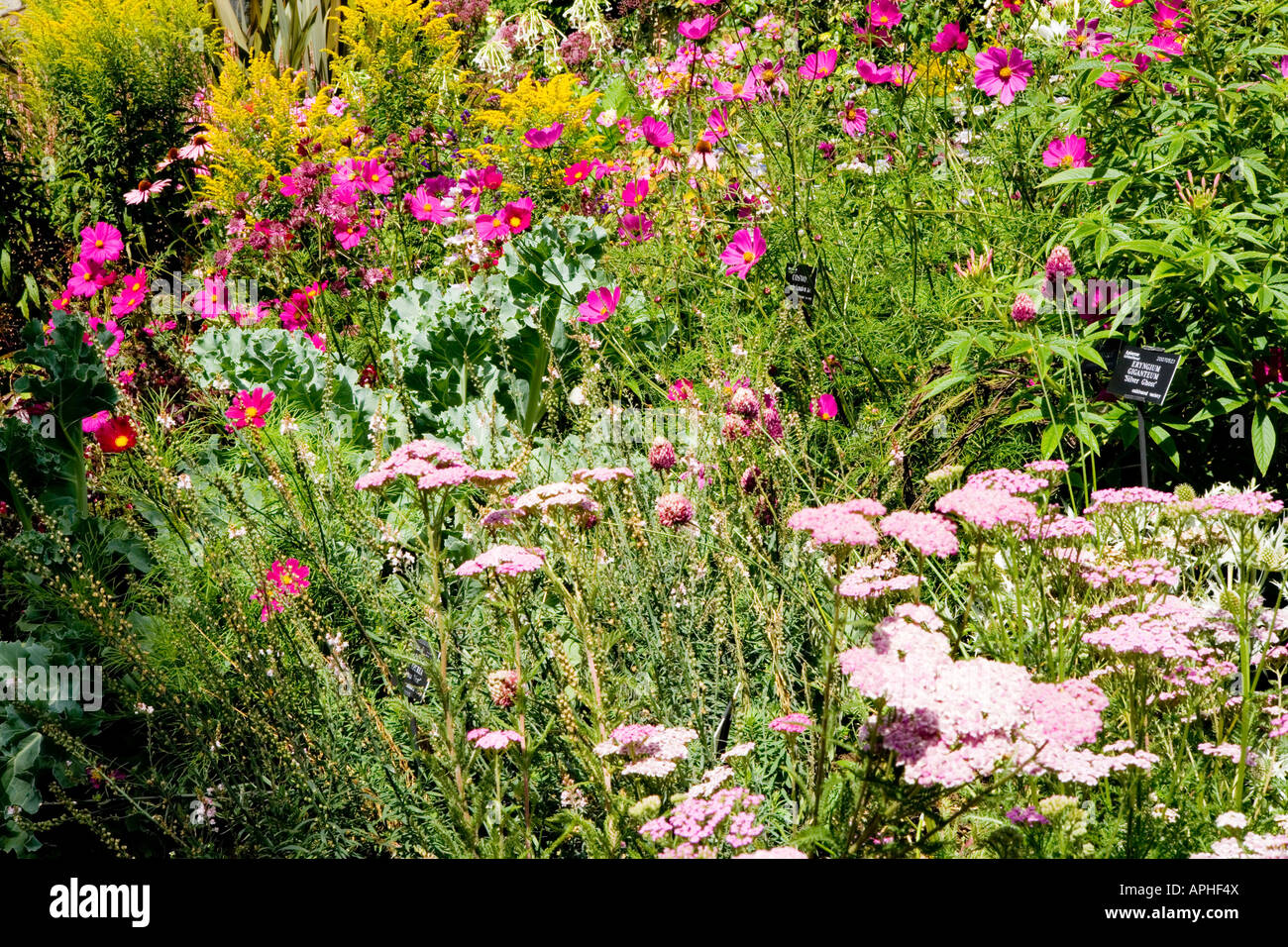 Frontière d'été d'annuelles et de plantes vivaces avec l'achillée  millefeuille Achillea millefolium 'Lilac Beauty' dans l'avant-plan et Cosmos  Photo Stock - Alamy