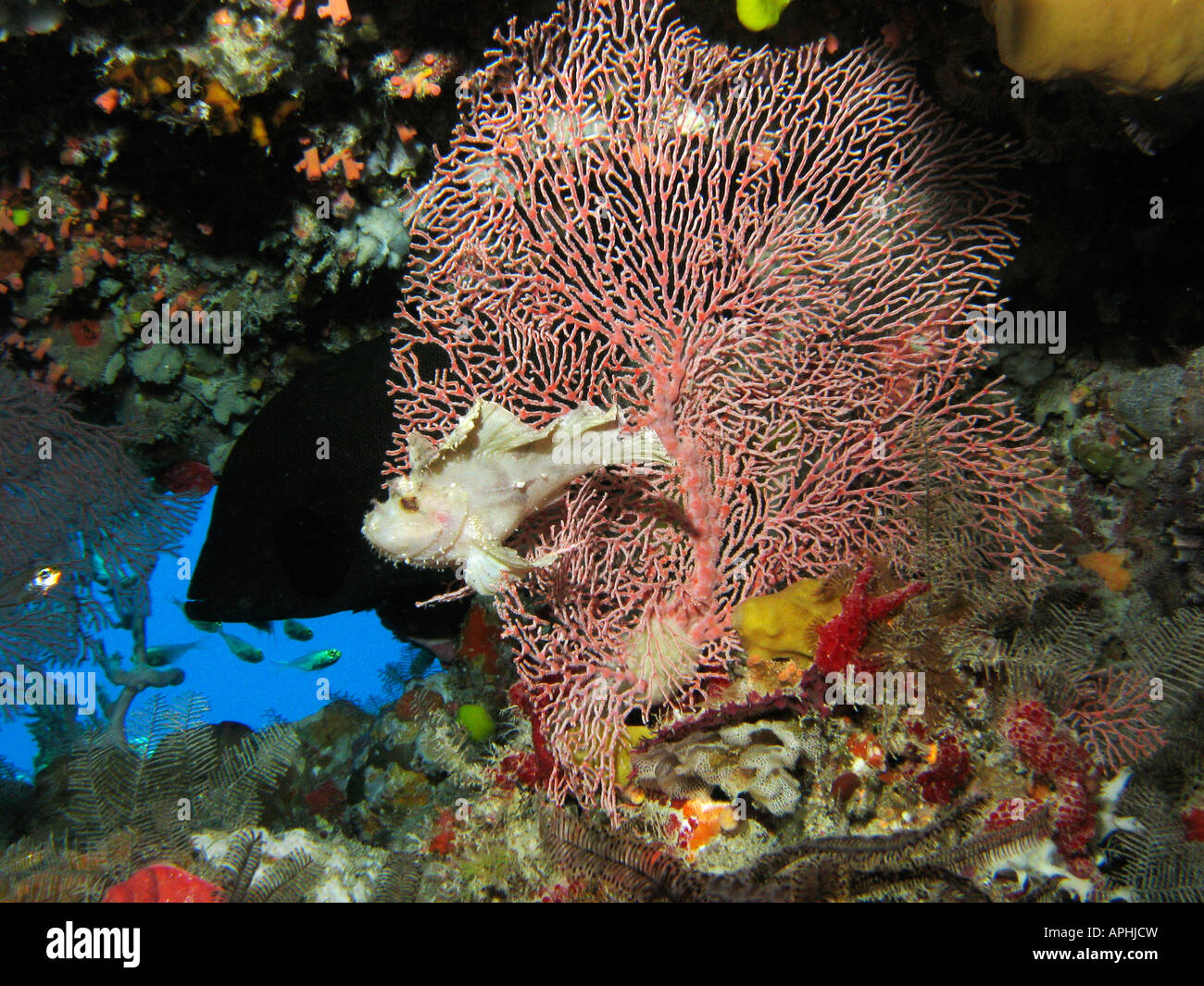 Scorpionfish Bocasse et ventilateur rouge rincé Coral Reef Agincourt Grande Barrière de corail du nord du Queensland en Australie Banque D'Images