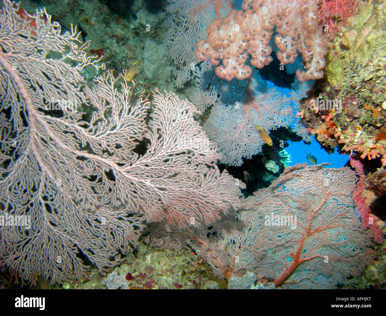 Agincourt reef coral ventilateur grande barrière de corail du nord du Queensland en Australie Banque D'Images