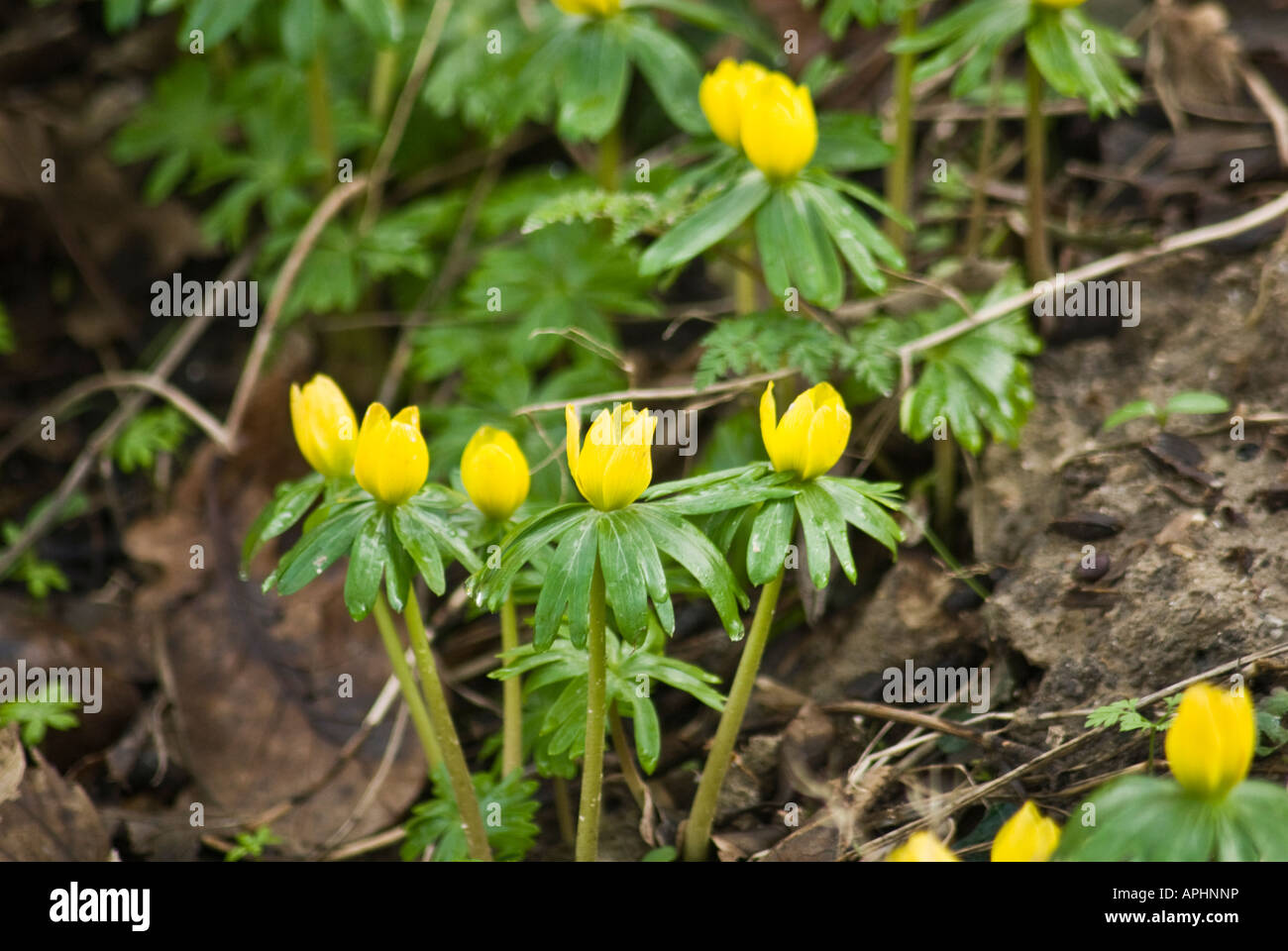 Anemone fleur plante sauvage Banque D'Images