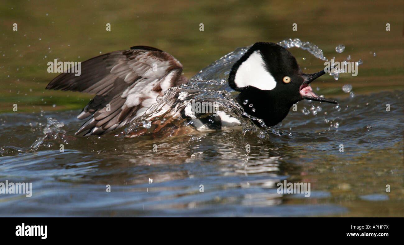 Harle couronné Lophodytes cucullatus appelant à Slimbridge Banque D'Images