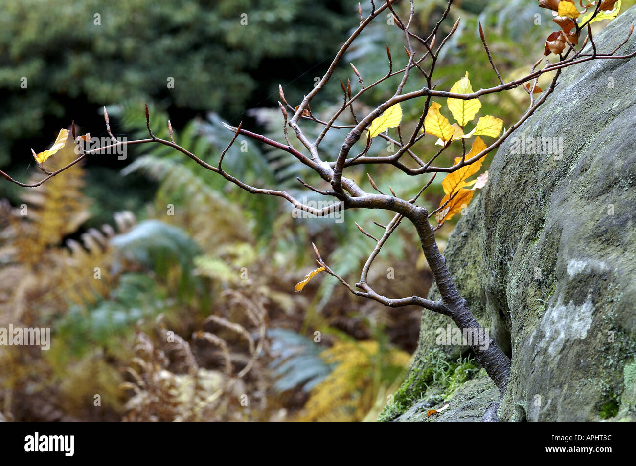Hêtre Fagus sylvatica en automne en Angleterre Wakehurst Banque D'Images